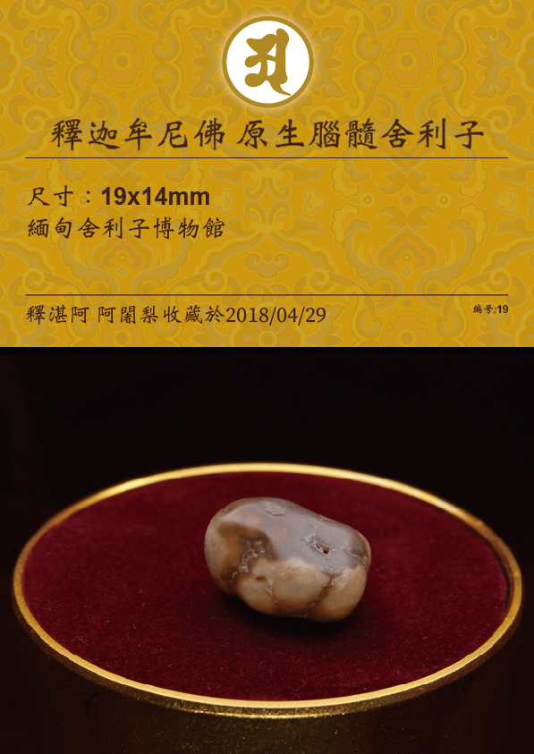 釋迦牟尼佛 原生腦隨舍利子