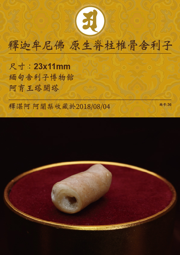 釋迦牟尼佛 原生脊柱椎骨舍利
