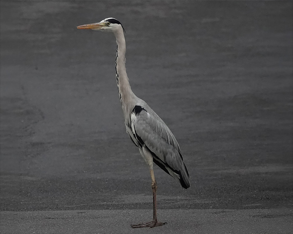 釋湛阿 阿闍梨親拍蒼鷺