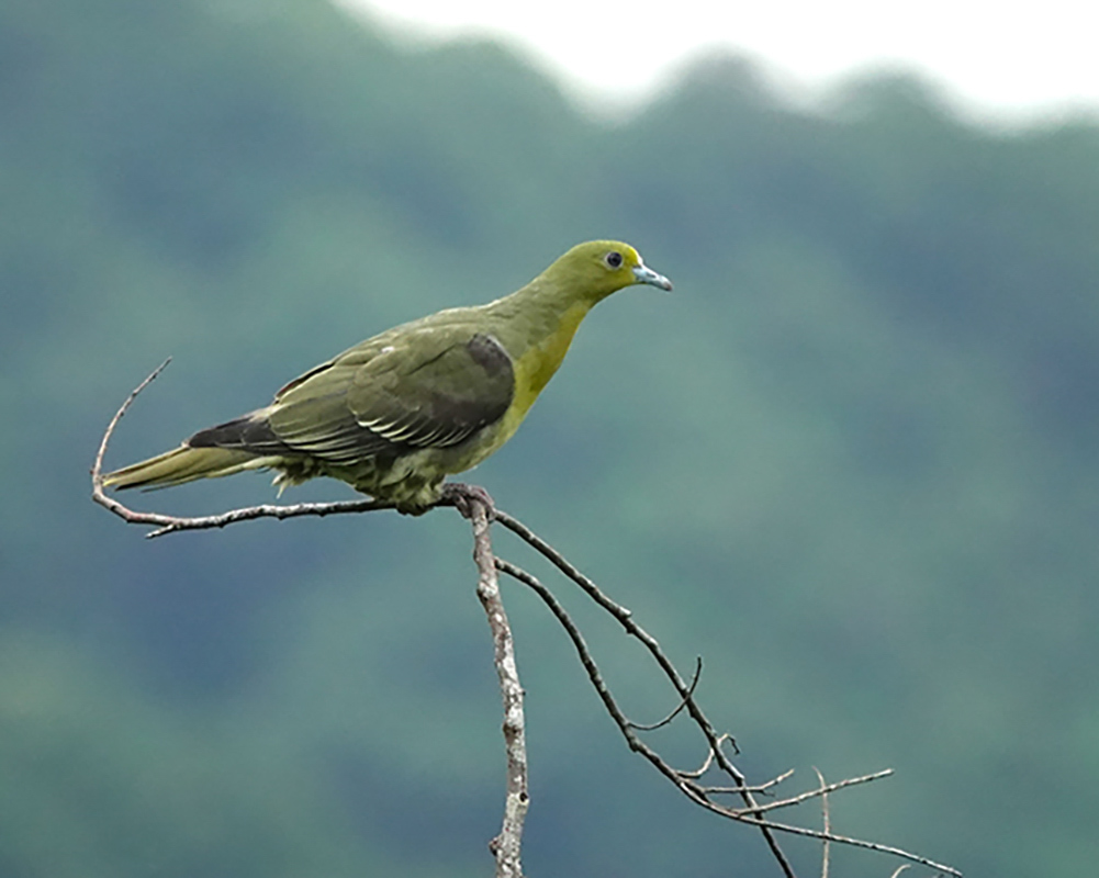 釋湛阿 阿闍梨親拍綠鳩