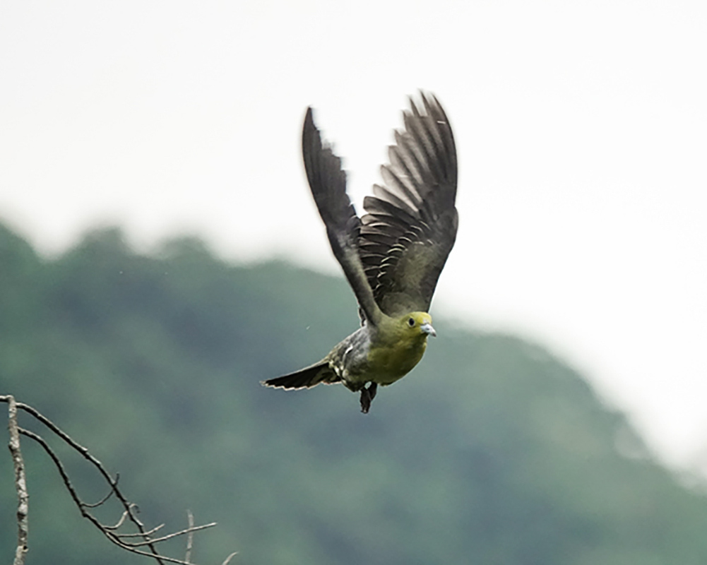 釋湛阿 阿闍梨親拍綠鳩飛行版