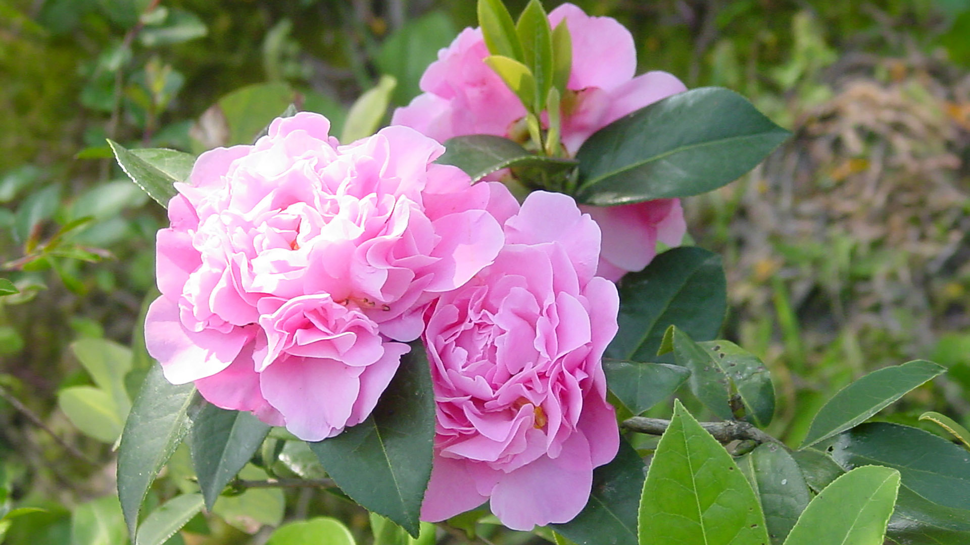 茶花欣賞封面圖