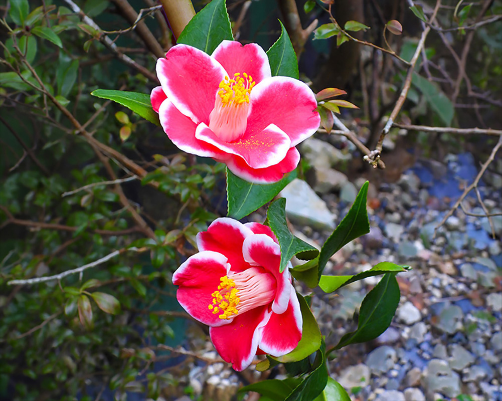 釋湛阿 阿闍梨親拍茶花19-雲觀