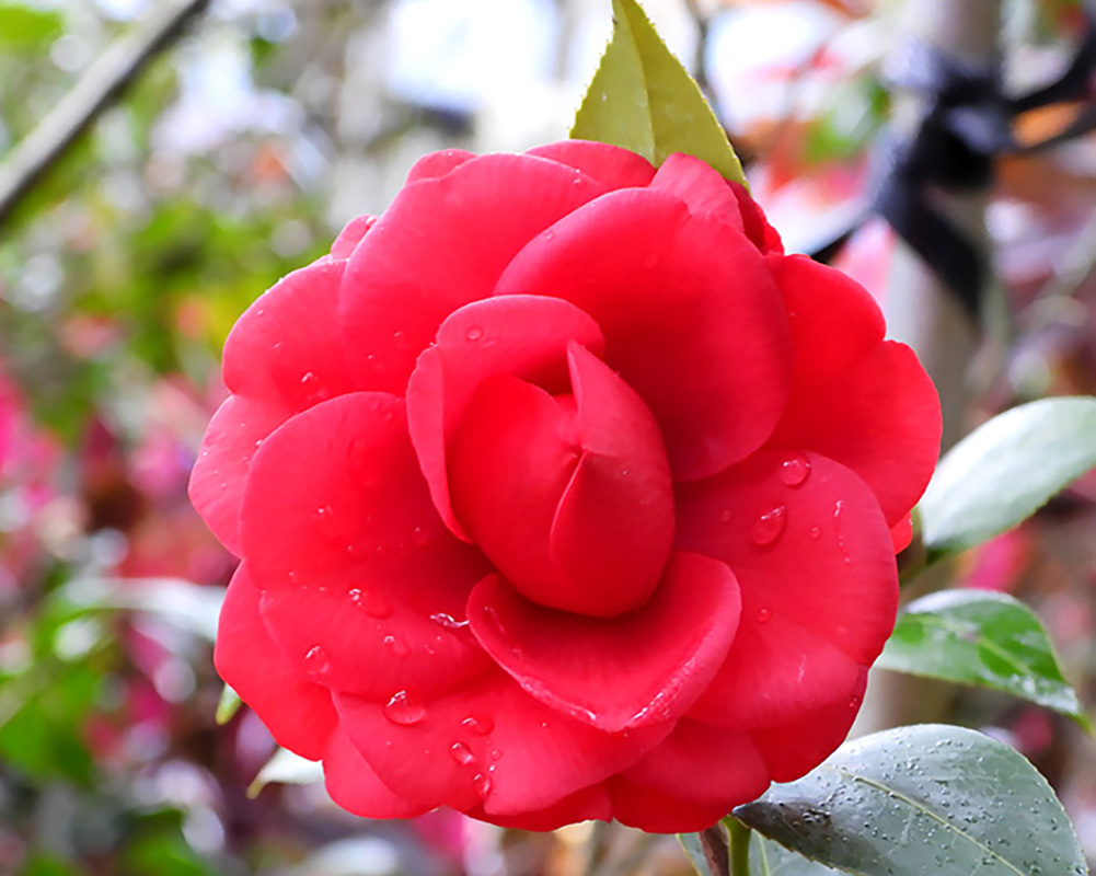 釋湛阿 阿闍梨親拍茶花31-東京紅玫瑰