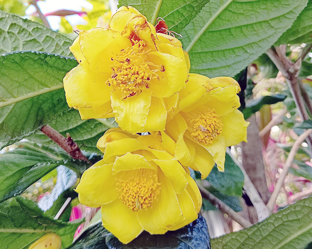 釋湛阿 阿闍梨親拍茶花37-黃抱莖金花茶
