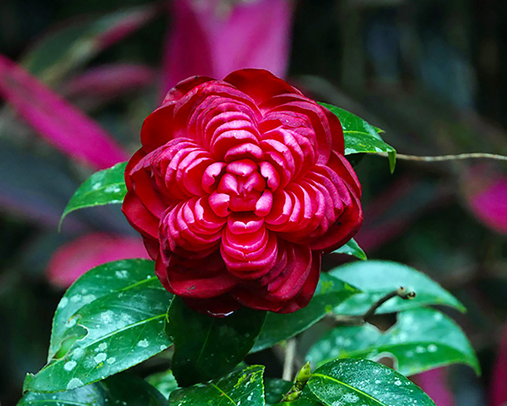 釋湛阿 阿闍梨親拍茶花41-紅六角