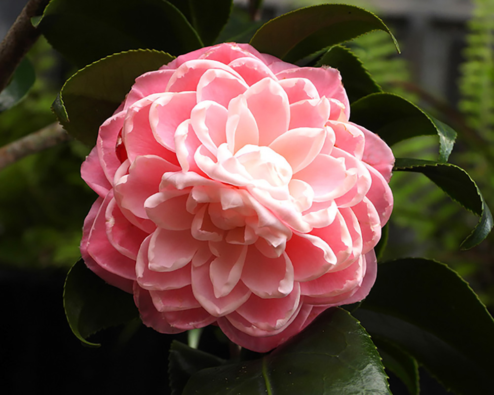 釋湛阿 阿闍梨親拍茶花8-津川絞