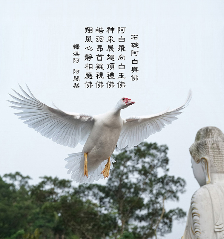 石碇阿白與佛