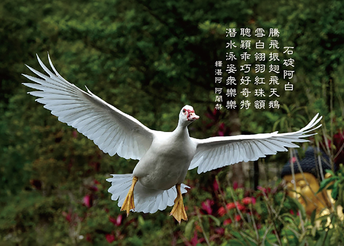 石碇阿白