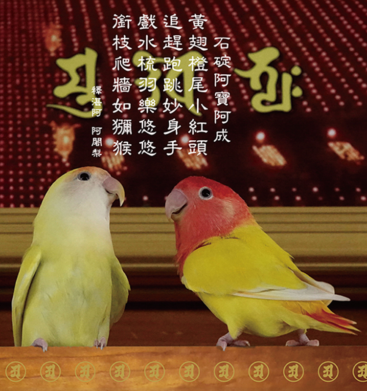 石碇阿寶阿成