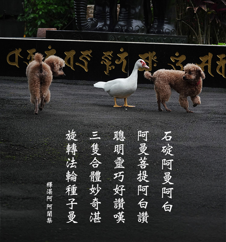 石碇阿曼阿白