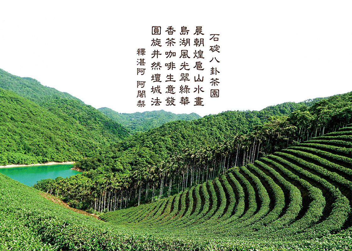 石碇八卦茶園
