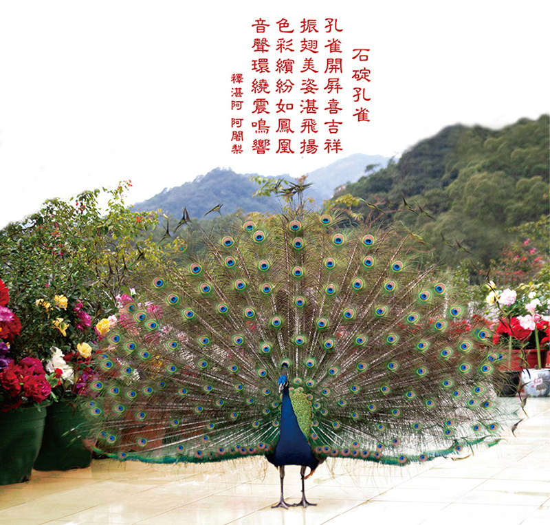 石碇孔雀