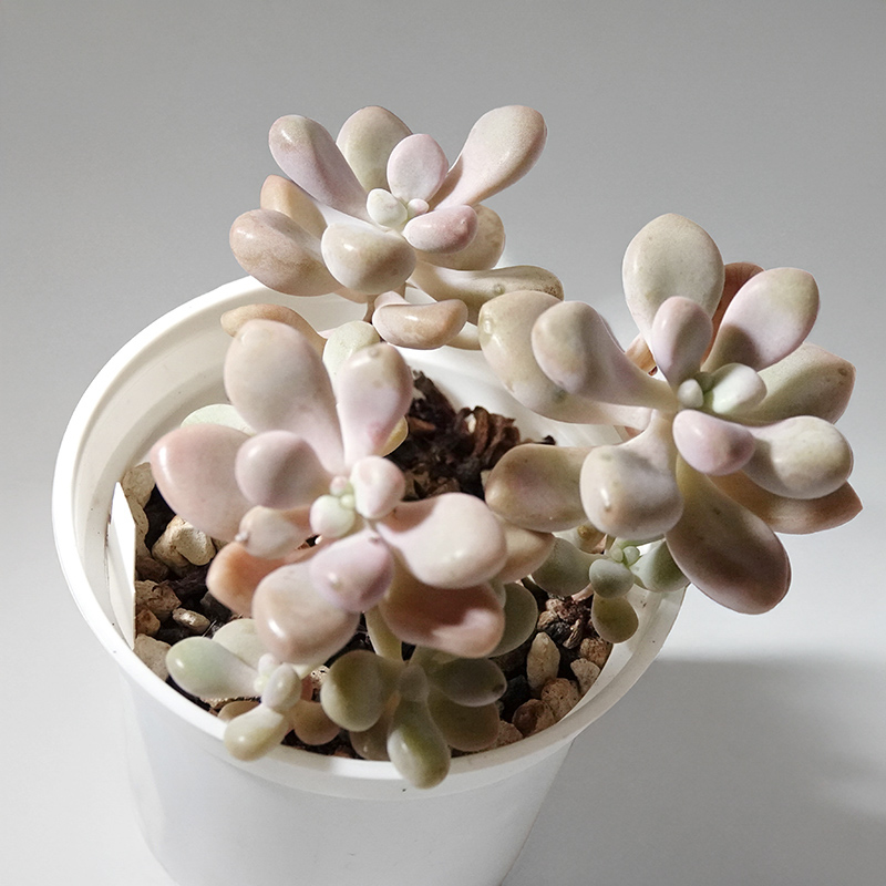 多肉植物10