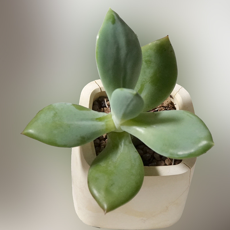 多肉植物12
