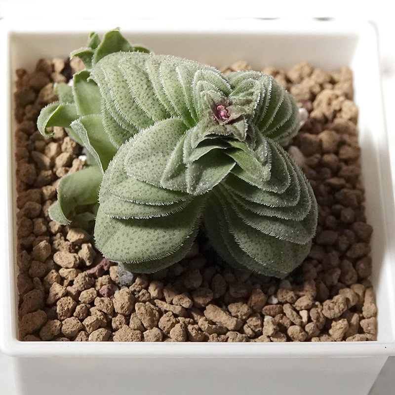 多肉植物13