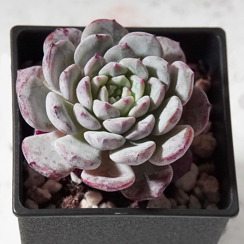 多肉植物14