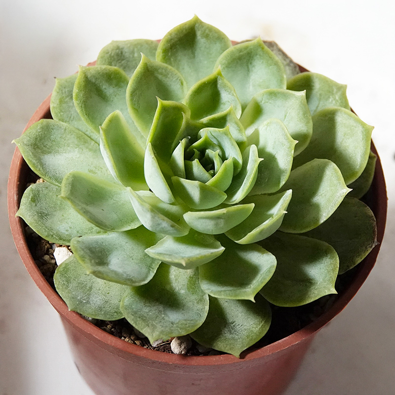 多肉植物19