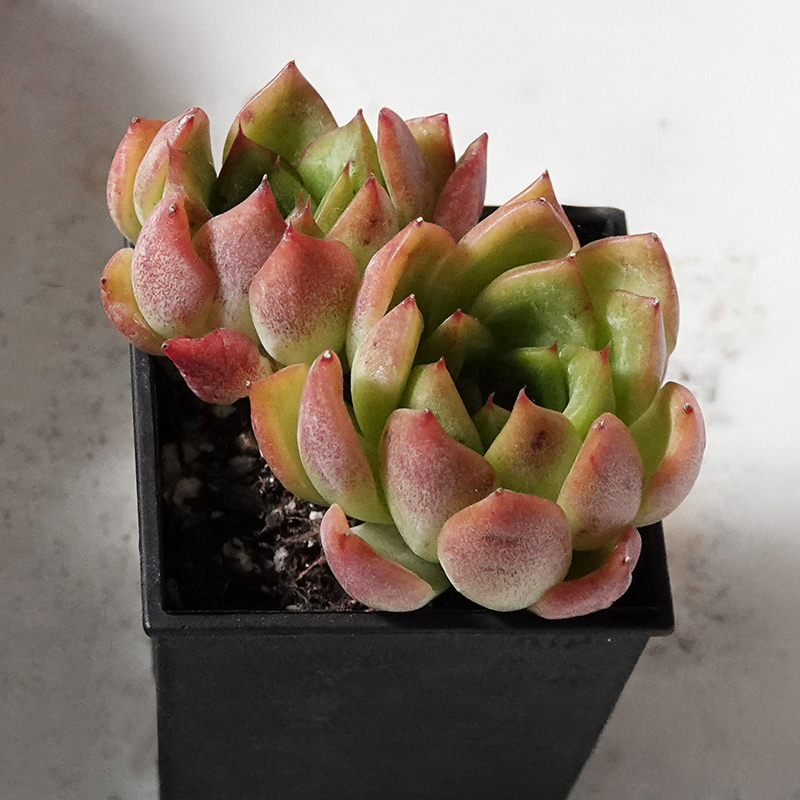 多肉植物2