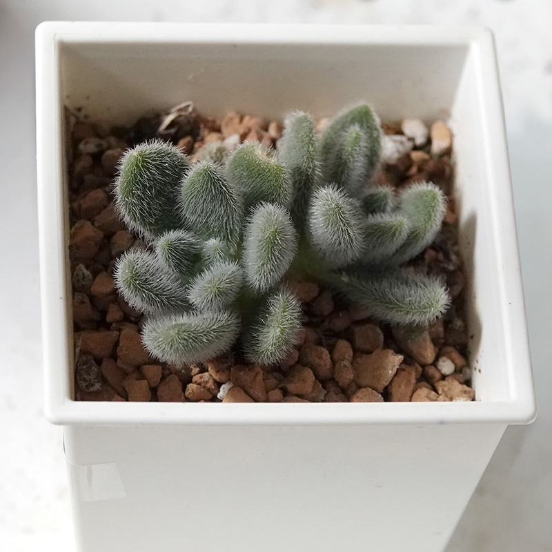 多肉植物20