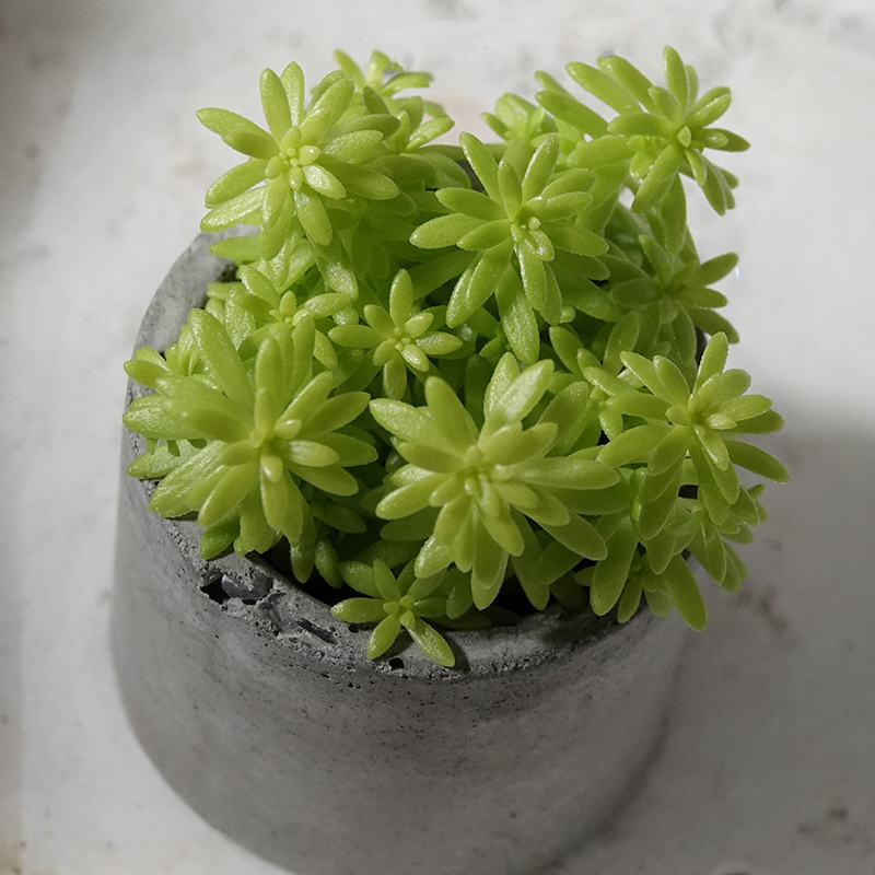 多肉植物21