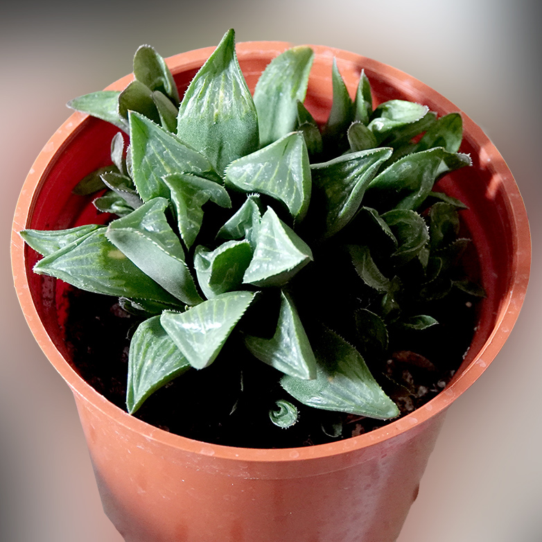 多肉植物24
