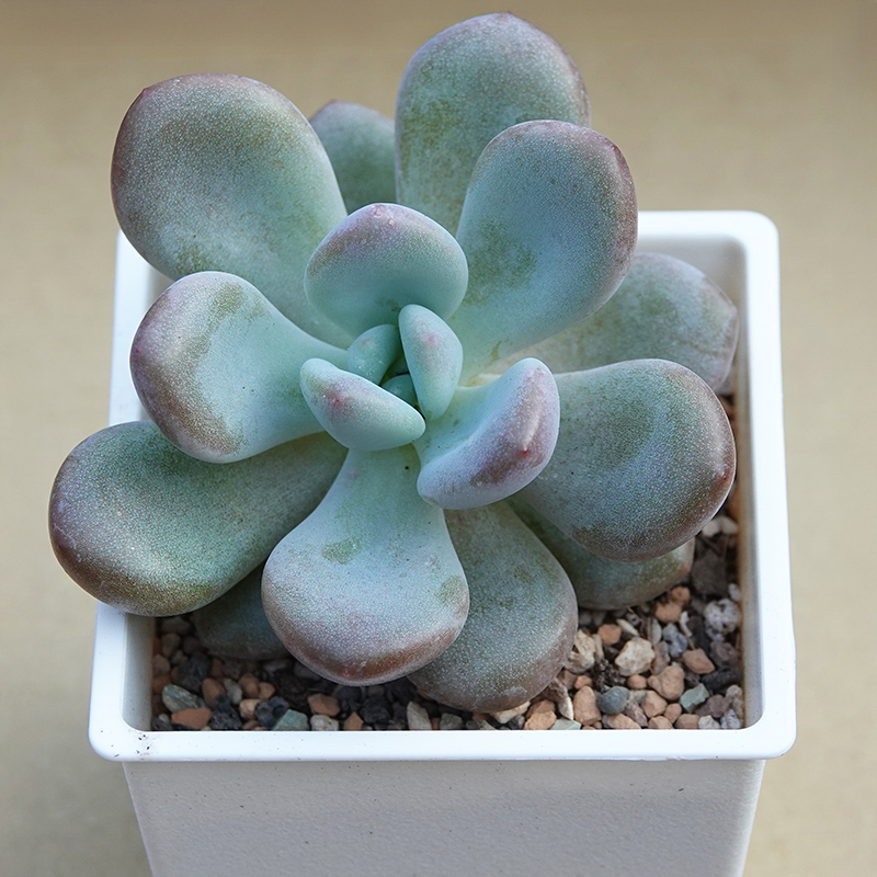 多肉植物27