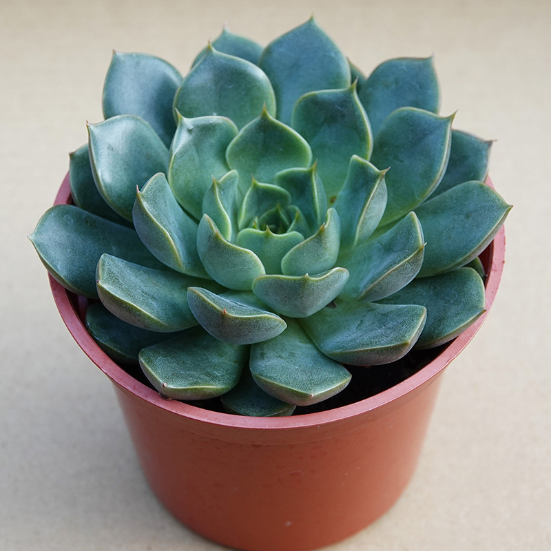 多肉植物28