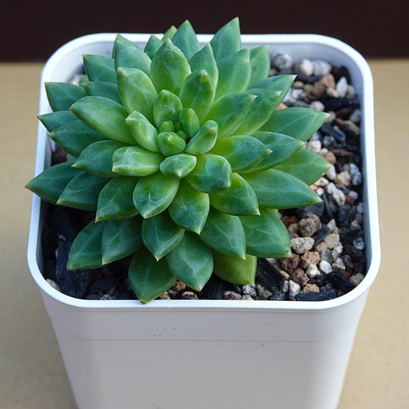 多肉植物30