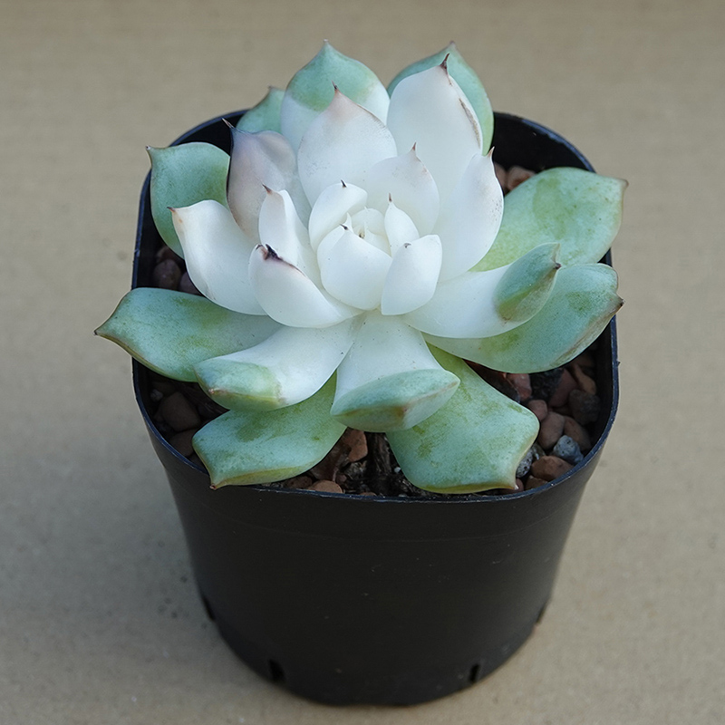 多肉植物31