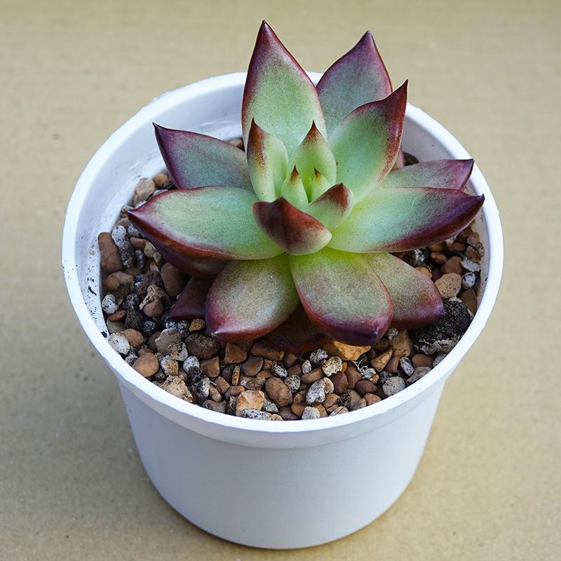 多肉植物33