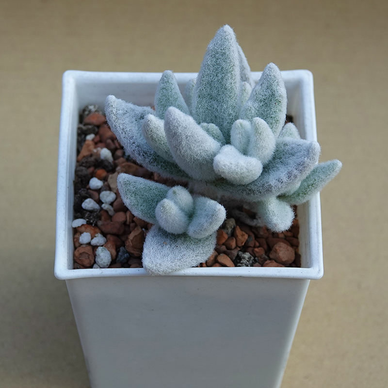 多肉植物36