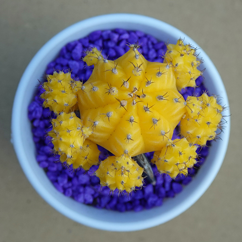 多肉植物38