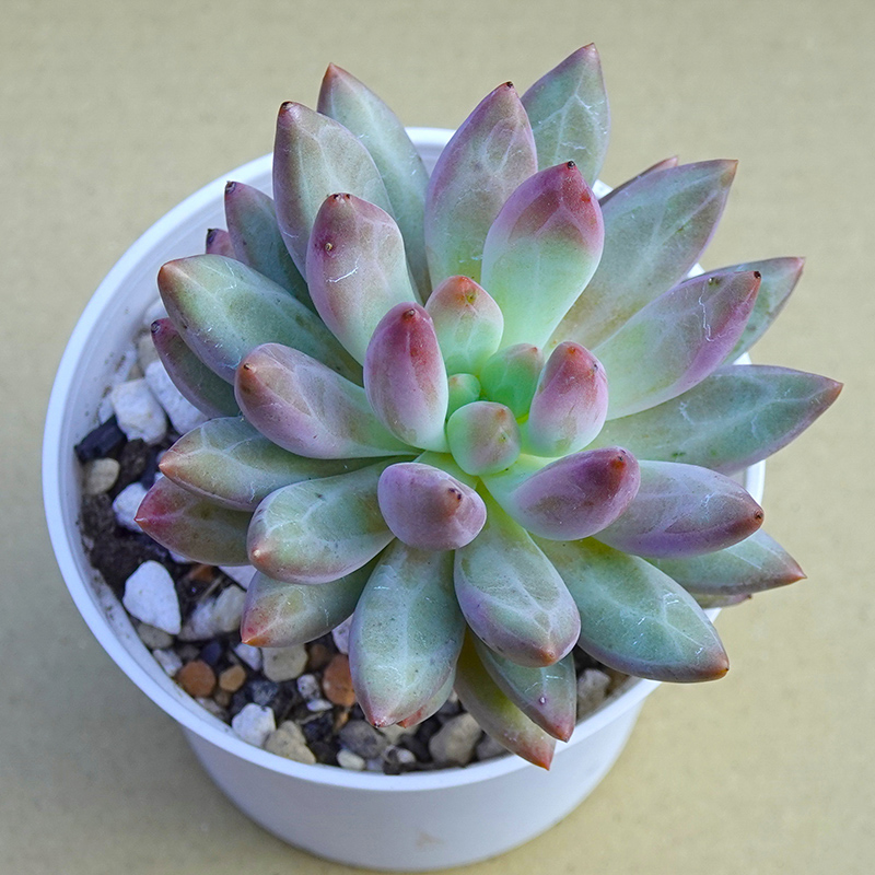 多肉植物39