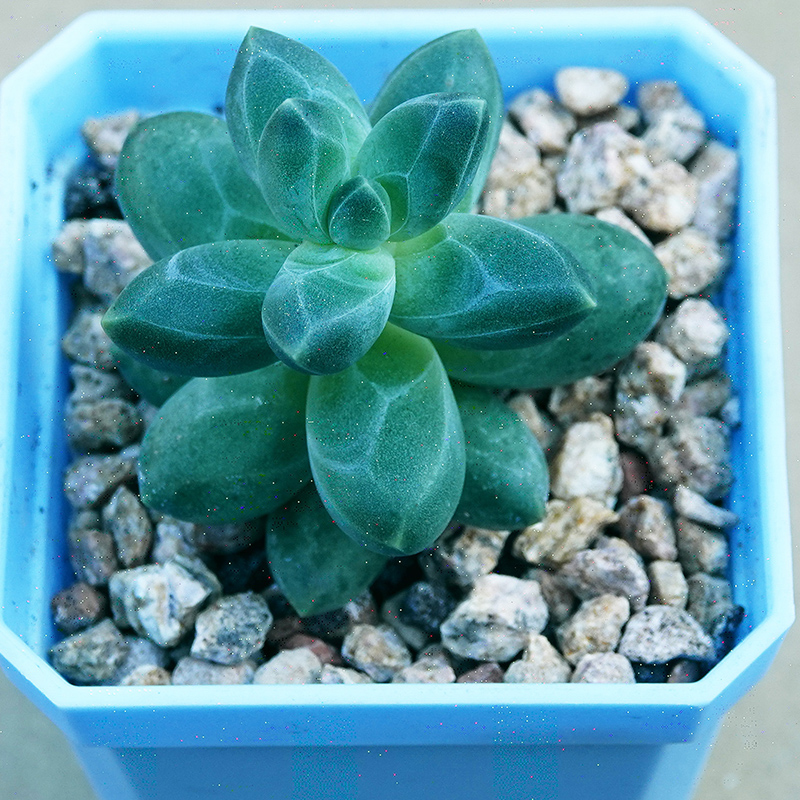 多肉植物47