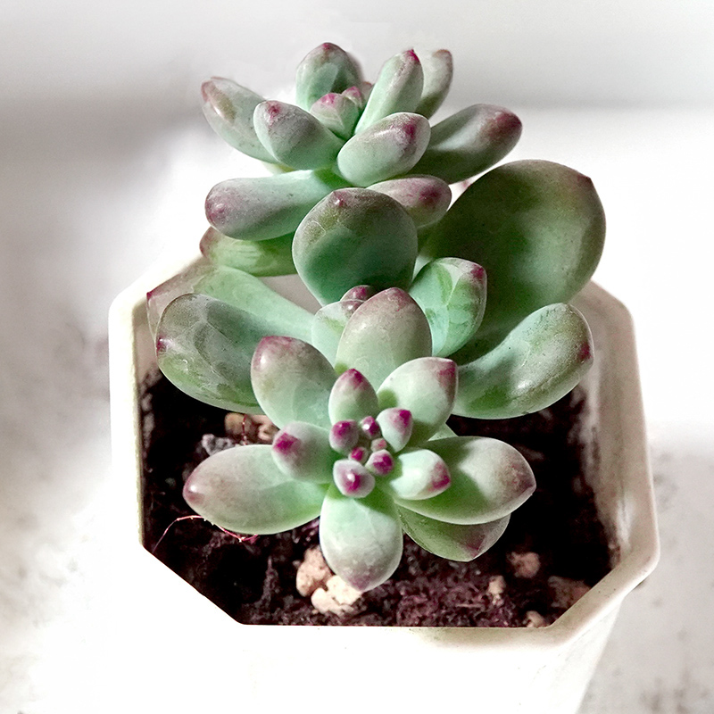 多肉植物5