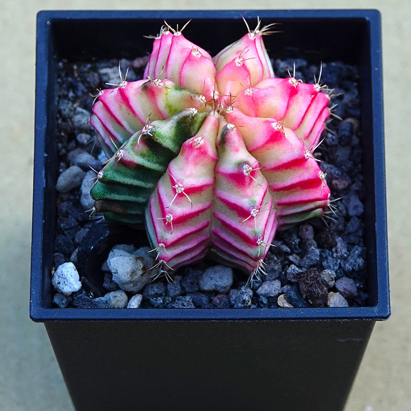 多肉植物50