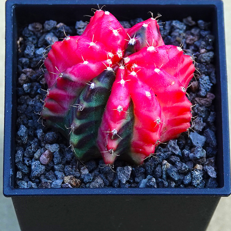 多肉植物51