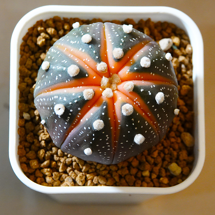 多肉植物58