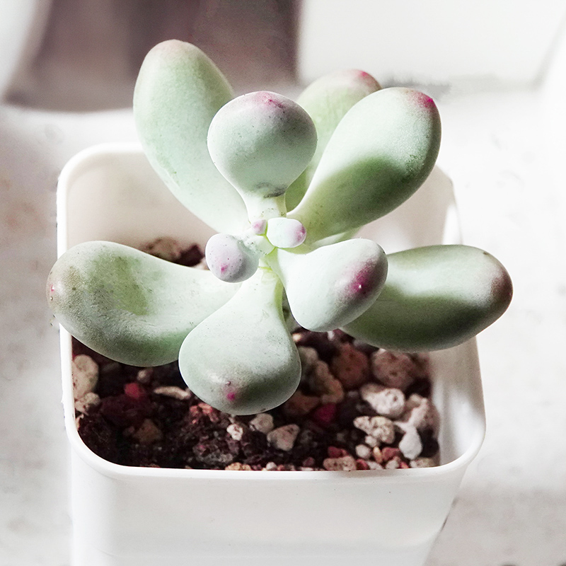 多肉植物6