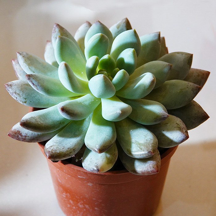 多肉植物61