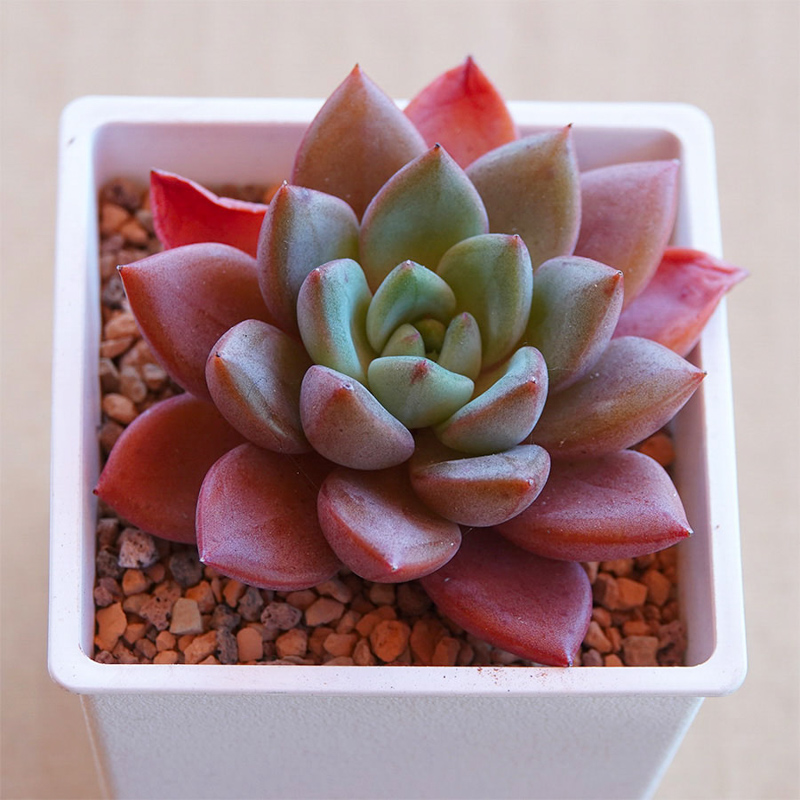 多肉植物64