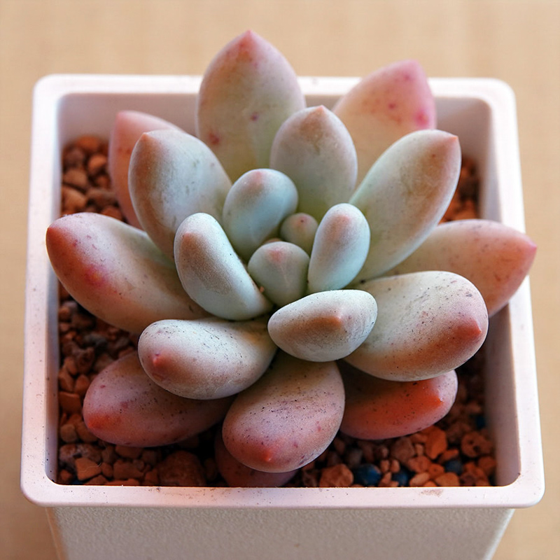 多肉植物65