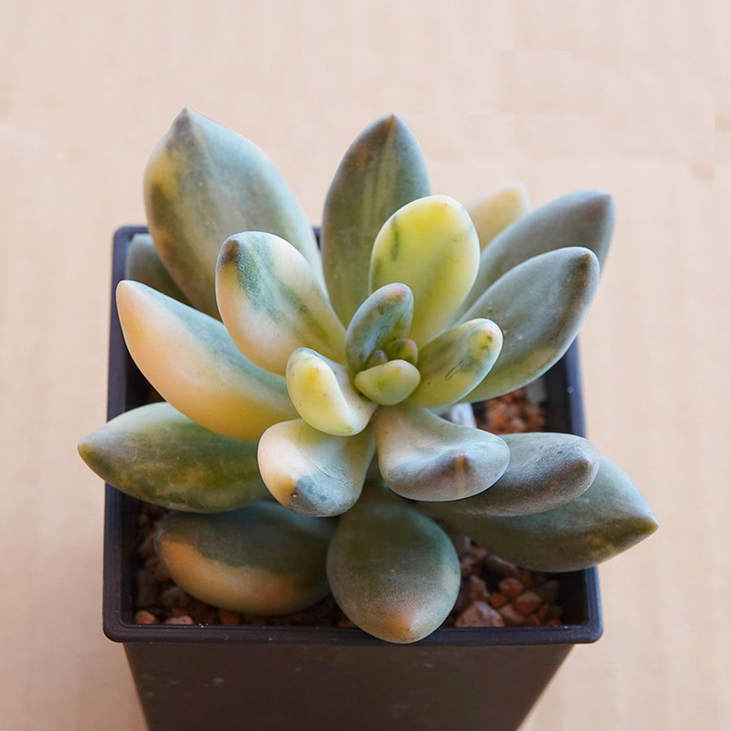 多肉植物66
