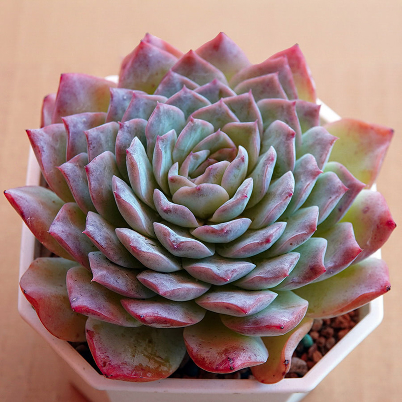 多肉植物67