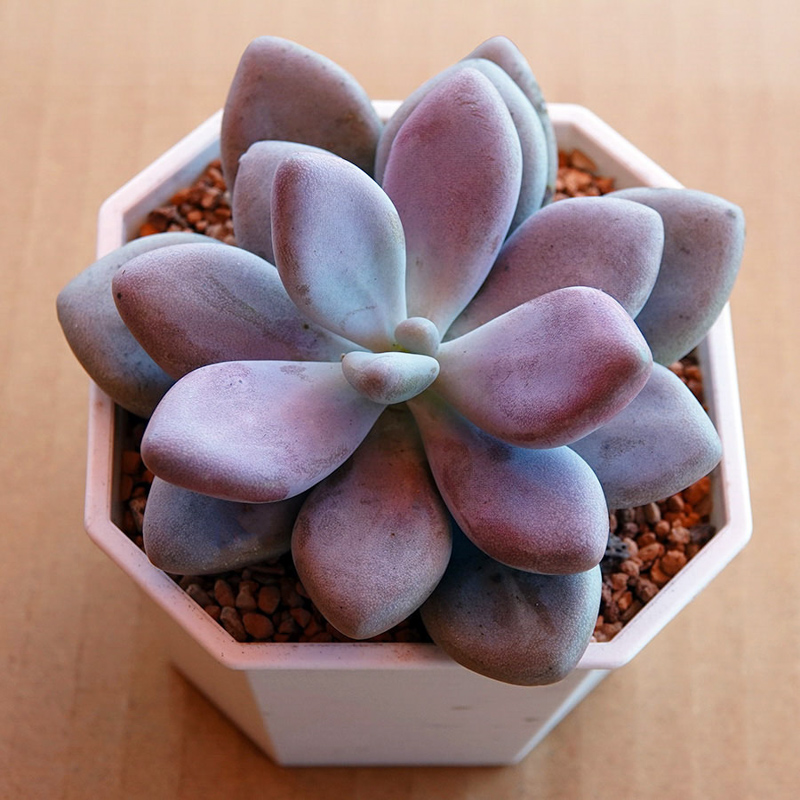 多肉植物68