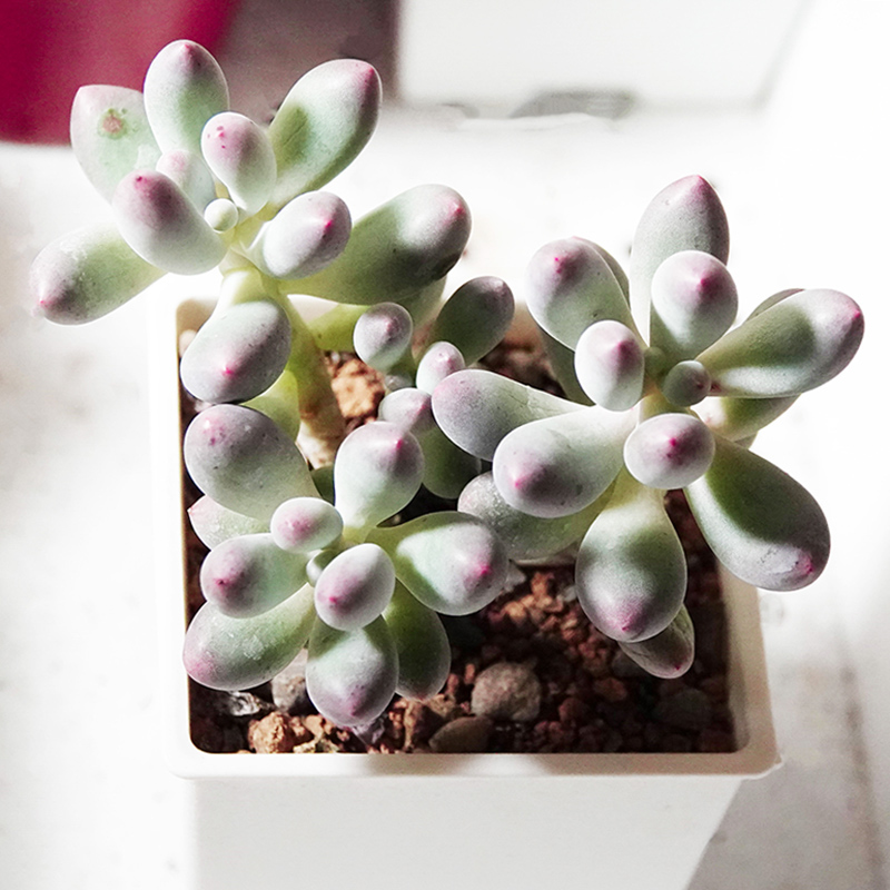 多肉植物7