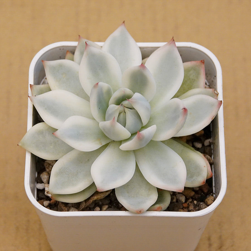 多肉植物76