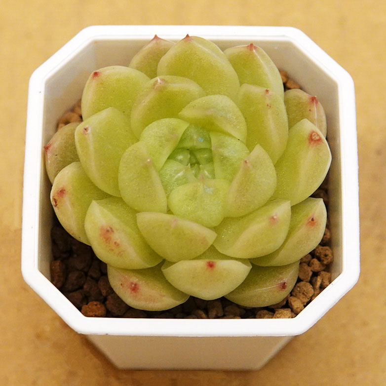 多肉植物79