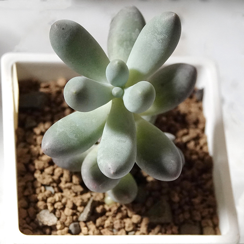 多肉植物8